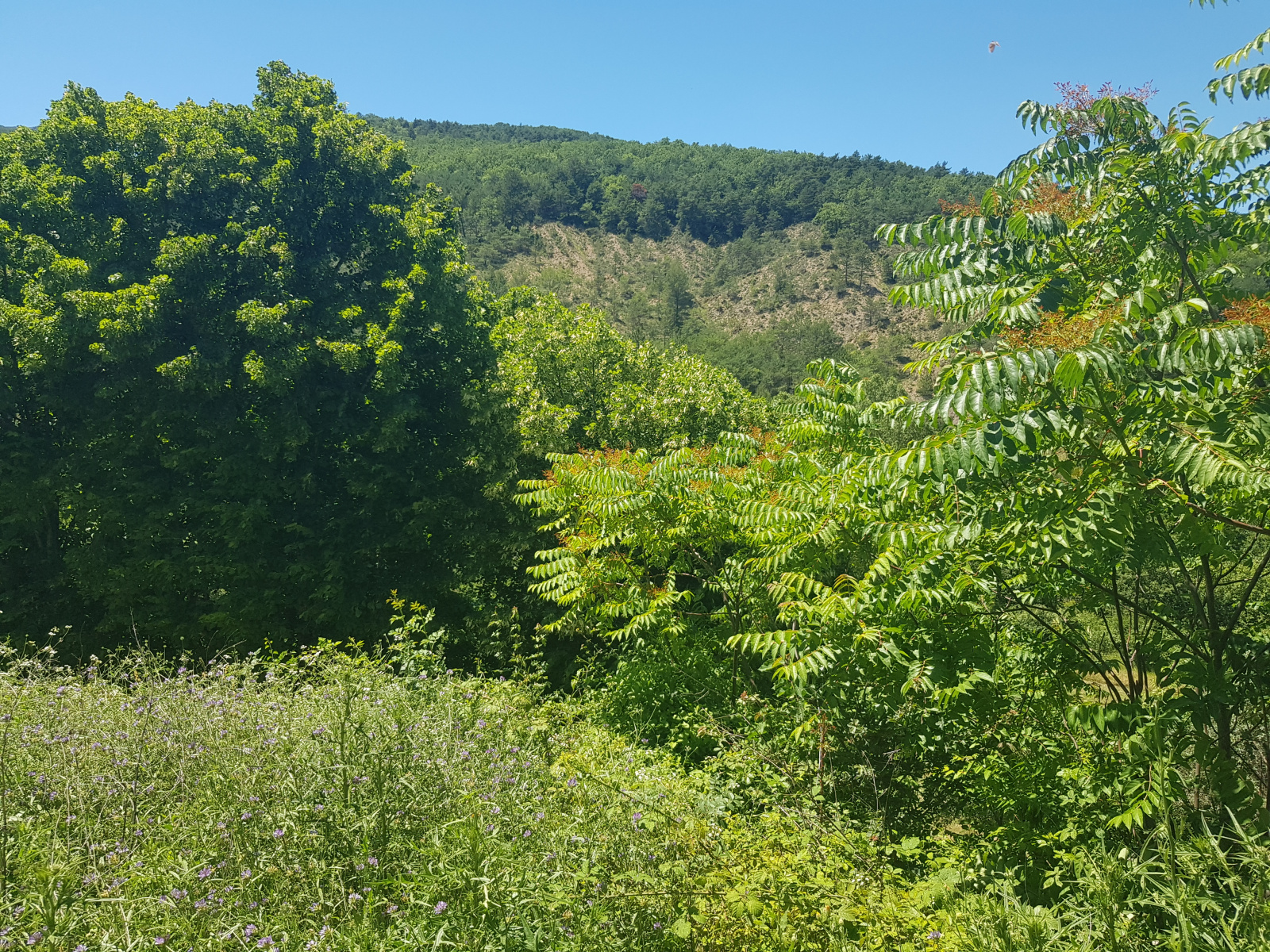 Image_, Terrain à batir, Montaulieu, ref :MA1747