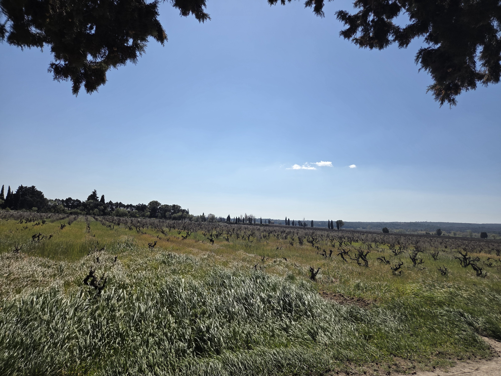 Image_, Villa, Sainte-Cécile-les-Vignes, ref :MA1902
